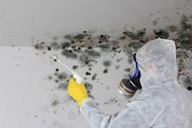 Best Mold Odor Removal Services  in Rainbow Lakes, NJ